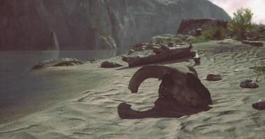 CGI Desolate beach with ancient skull on sandy shore of serene lake video