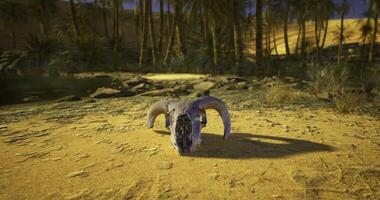 CGI Desert environment featuring a ram skull amidst sandy terrain and vegetation video