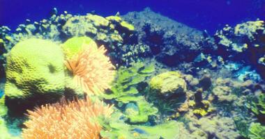 CGI Colorful coral reef ecosystem with vibrant marine life at daytime video
