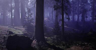 CGI Enchanted forest with soft purple mist and towering trees at dusk video