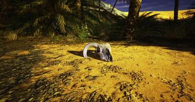 CGI Desert landscape featuring an animal skull under a twilight sky video
