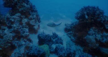 CGI Underwater scene showing marine life in coral reef habitat video