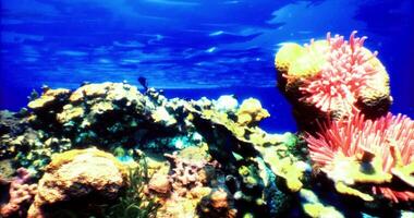 CGI Colorful coral reef teeming with marine life in clear blue ocean waters video
