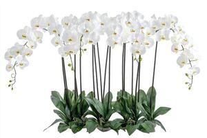 Beautiful white orchids are arranged in a visually pleasing display photo