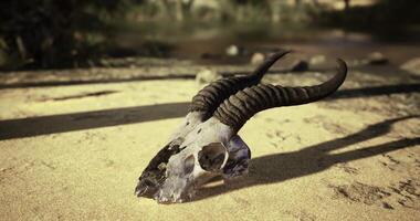 CGI Detailed view of a ram skull resting in a desert landscape under sunlight video