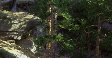 CGI Tall trees surrounded by rocky terrain in a lush outdoor setting video