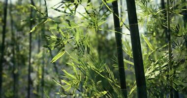 CGI Lush bamboo forest showcasing vibrant greenery and natural beauty around midday video