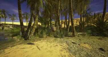 CGI Tropical oasis with palm trees and a tranquil water body at dusk video