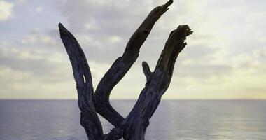 CGI Unique driftwood formation against a serene ocean backdrop at sunset video
