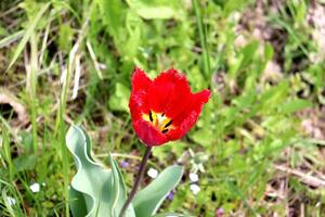 Red tulip flower with yellow center and fringe on petal tips in grass photo