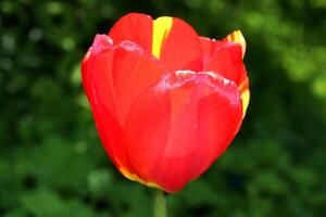 Red tulip flower with yellow stripes on petals on cloudy spring day photo