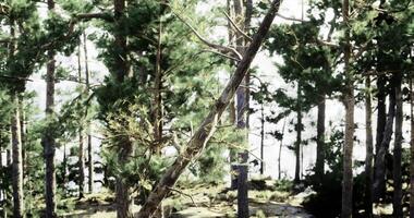 CGI Sunlight streaming through lush forest trees near tranquil lakeside video