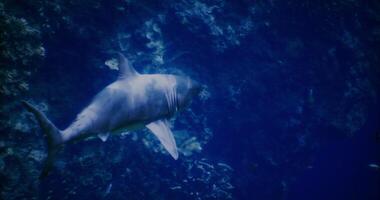 CGI Shark swimming gracefully in clear blue ocean waters near coral reef video