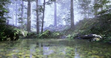 CGI Misty forest with serene pond reflecting trees and soft light video