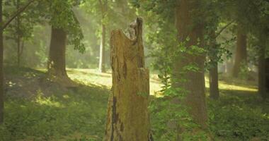 CGI Stump and foliage in a serene wooded area during daylight hours video