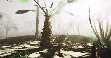 CGI Lush palm trees casting shadows in a misty tropical landscape video
