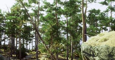 cgi naturskön se av träd och stenar i en tät skog under dagsljus timmar video