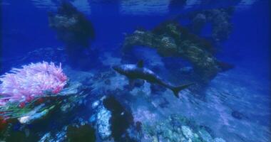 CGI Underwater view of a shark swimming near coral in a vibrant ocean setting video