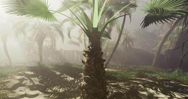 CGI Lush tropical landscape with palm trees in foggy environment at dawn video