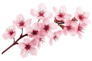 Beautiful Blossoms Growing On A Branch Blooming In Springtime photo