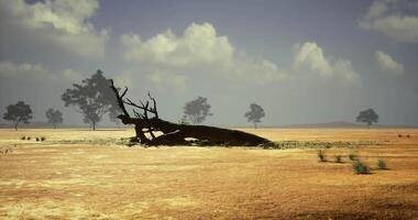 CGI Desolate landscape with fallen tree and scattered clouds in a dry environment video