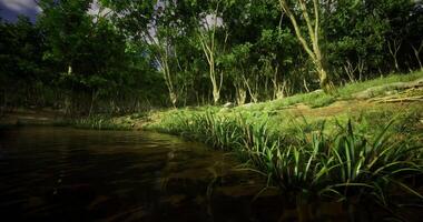 CGI Lush green forest by a tranquil river during daylight hours video
