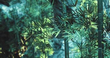 CGI Bamboo forest in lush greenery under natural light on a sunny day video