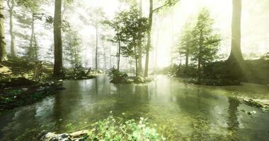 CGI Sunlight filters through trees into a serene forest with a peaceful pond video