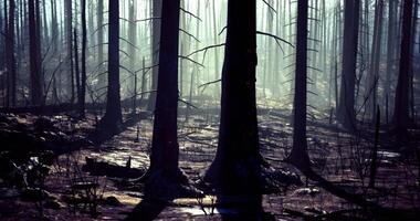 CGI Misty forest scene showcasing tall trees in eerie twilight atmosphere video