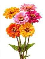 A vibrant bouquet of brightly colored zinnia flowers on display photo