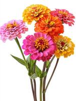 Beautiful bouquet of vibrant multicolored flowers against a white background photo
