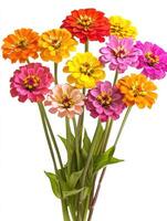 A bouquet of various colorful flowers blooming brightly on stems photo