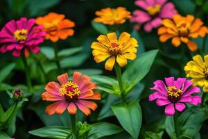 A vibrant display of colorful zinnias in a garden setting photo