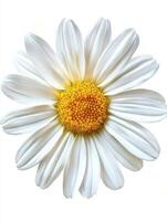 A single fully open daisy flower against a bright white background photo
