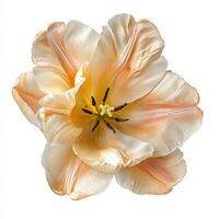 A single open tulip displaying its elegant and delicate petals photo