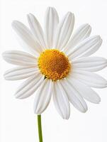 A detailed close up of a beautiful daisy in full bloom photo