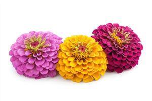 Three colorful flowers are arranged on a plain white background photo