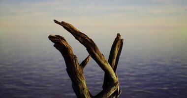 CGI Wooden driftwood fragment against a serene ocean background at sunset video