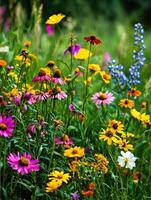 A vibrant field of colorful wildflowers growing in abundance photo