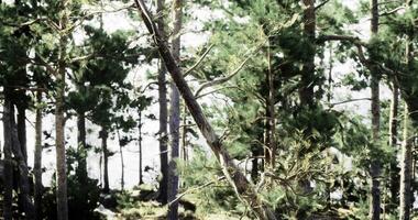 CGI Tranquil forest with vibrant trees and a serene water view video