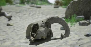 CGI Ancient animal skull resting on sandy terrain in an arid environment video