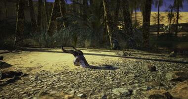 CGI Desert creature exploring rocky terrain under moonlit sky at night video