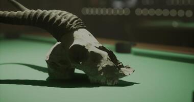 CGI Unique ram skull resting on a green billiards table in a dimly lit room video