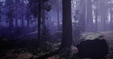 CGI Mysterious forest at dusk with fog and shadowy trees in tranquil setting video