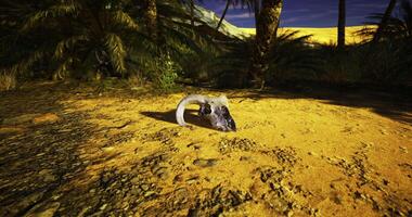 CGI Rams skull on sandy ground surrounded by palm trees in desert landscape video