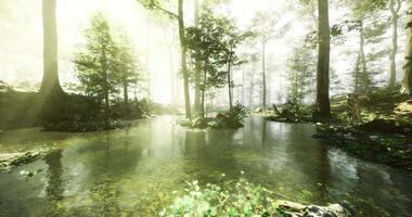 CGI Lush forest with sunlight filtering through trees and serene water reflection video
