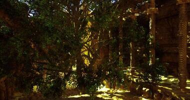 CGI Lush tree in ancient ruins illuminated by warm sunlight in a tranquil setting video