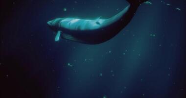 CGI Majestic whale gliding through deep ocean waters during twilight hours video