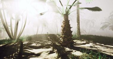 CGI Lush tropical landscape with palm trees and soft sunlight in the early morning video