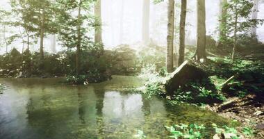 CGI Lush forest with serene pond reflecting sunlight through tall trees video